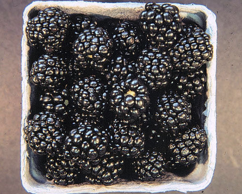 结实作物 - Rubus 'Arapaho' - Agri-Starts Inc