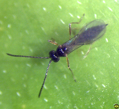 蚜虫胡蜂 - APHIDIUSforce™ - Beneficial Insectary Inc