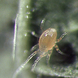 螨虫螨虫 - FALLACISforce™ - Beneficial Insectary Inc - 成虫