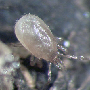 苍蝇螨虫 - STRATIOforce™ - Beneficial Insectary Inc - 防治棘蓟马 / 幼虫 / 成虫