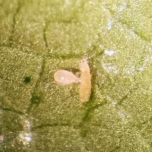 防治棘蓟马螨虫 - Montyline - Bioline Agrosciences Inc/Bioline Canada Inc - 螨虫 / 粉虱 / 其他