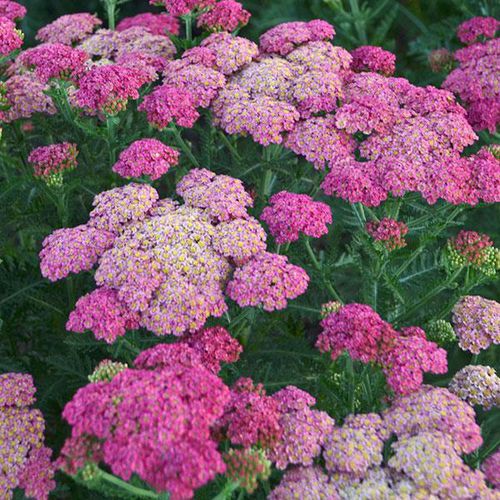 多年生花卉植物 - Achillea millefolium Sassy Summer Taffy - Darwin Perennials - 粉色 / 盆栽 / 鲜切花