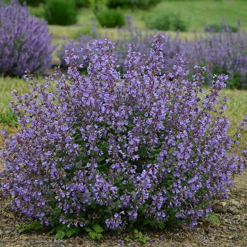 多年生花卉植物 - Nepeta faassenii - Darwin Perennials - 紫色 / 蓝色 / 用于花园