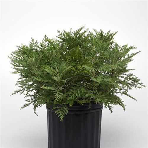 多年生花植物 - Artemisia SunFern™ Arcadia - Darwin Perennials - 绿色 / 盆栽 / 用于花园