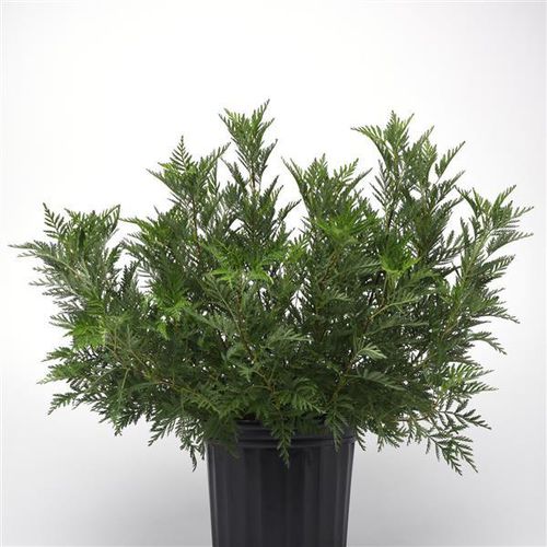 多年生花植物 - Artemisia  SunFern™ Olympia - Darwin Perennials - 绿色 / 盆栽 / 用于花园