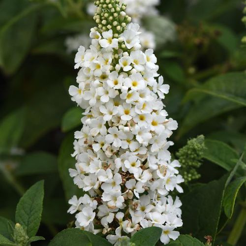 多年生花卉植物 - Buddleia  Chrysalis™  - Darwin Perennials - 白色 / 用于花园 / 吸引蝴蝶