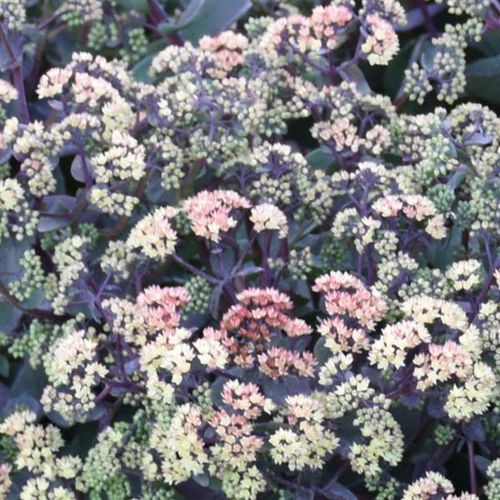 多年生花卉植物 - Sedum Night Light - Darwin Perennials - 紫色 / 黄色 / 绿色