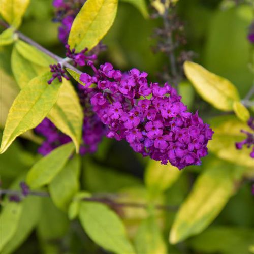 多年生花卉植物 - Buddleia Gold Drop - Darwin Perennials - 紫色 / 用于花园 / 吸引蝴蝶