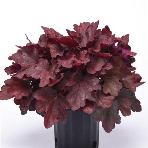 多年生花卉植物 - Heuchera  Burgundy Blast - Darwin Perennials - 红色 / 盆栽 / 混合动力