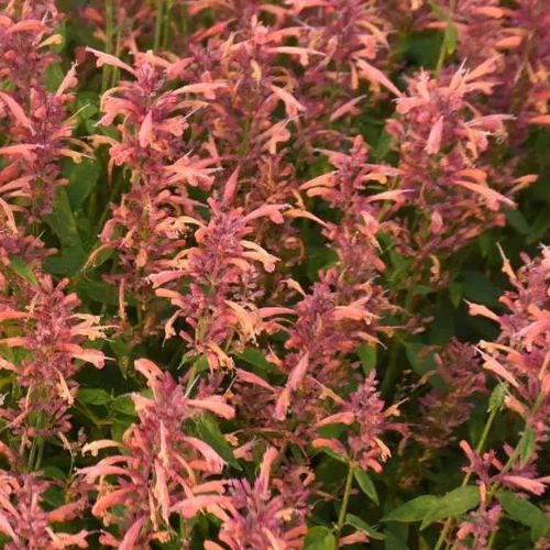 多年生花卉植物 - Agastache Guava Lava - Darwin Perennials - 橙色 / 用于花园 / 吸引蝴蝶