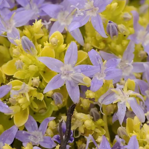 多年生花卉植物 - Campanula garganica Dickson's Gold - Darwin Perennials - 蓝色 / 鲜切花 / 用于花园