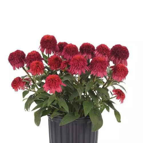 多年生花卉植物 - Echinacea  Double Scoop™ Raspberry Deluxe - Darwin Perennials - 红色 / 盆栽 / 用于花园