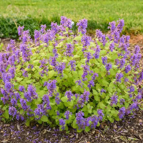 多年生花卉植物 - Nepeta Chartreuse on the Loose - Darwin Perennials - 蓝色 / 用于花园 / 吸引蝴蝶