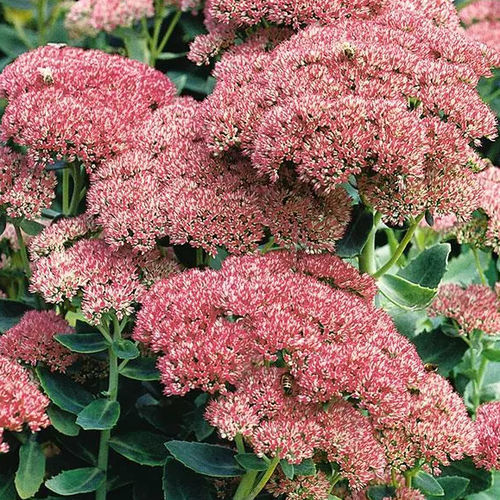 多年生花卉植物 - Sedum Autumn Joy - Darwin Perennials - 粉色 / 红色 / 蓝色