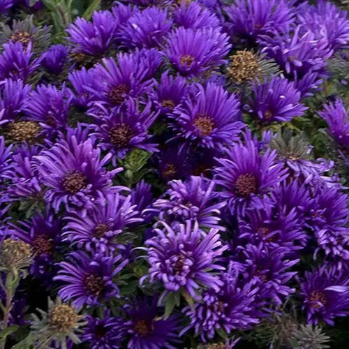 多年生花卉植物 - Aster novae-angliae Grape Crush - Darwin Perennials - 紫色 / 用于花园 / 吸引蝴蝶