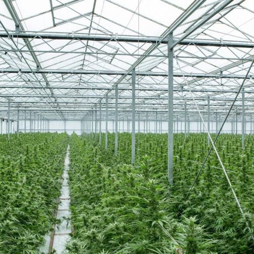 Venlo型温室 - De Cloet Greenhouse Manufacturing Ltd - 园林花卉 / 玻璃 / 永久性