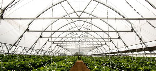 连栋温室 - EZvent - Haygrove Tunnels - 园林花卉 / 塑料 / 草莓