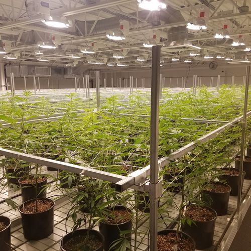 电镀钢植物支撑杆 - Innovative Growers Equipment Inc