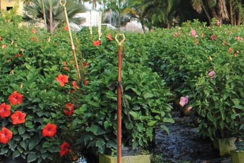 花圃花灌木 - Hibiscus Bush - K&M Nursery - 红花