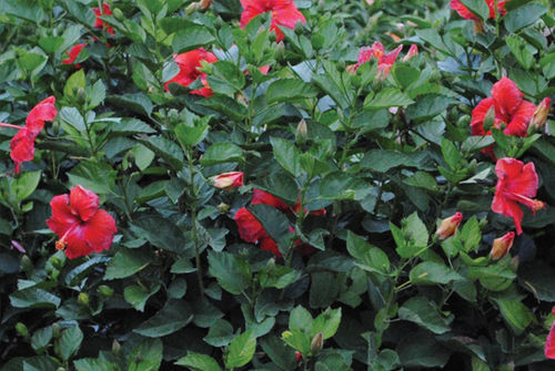 花圃花灌木 - Hibiscus President Red - K&M Nursery - 红花