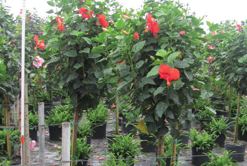 花圃花灌木 - Standard Hibiscus - K&M Nursery - 红花