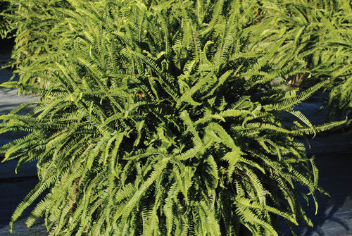 多年生绿色植物 - Kimberly Queen Fern - K&M Nursery - 用于花园