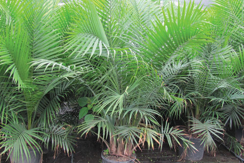 多年生绿色植物 - Majesty palm - K&M Nursery - 用于花园