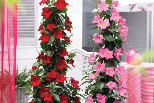 多年生花卉植物 - Mandevilla - K&M Nursery - 粉色 / 红色 / 盆栽