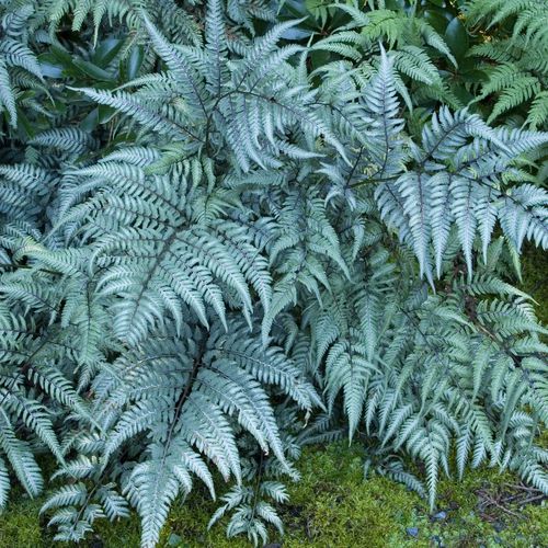 多年生绿色植物 - 3612  - Monrovia - 用于花园 / 防鹿