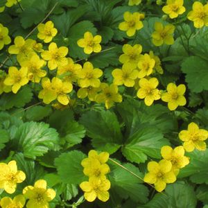多年生花卉植物 - Geum fragarioides - North Creek Nurseries Inc - 黄色 / 用于花园 / 花圃
