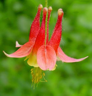 多年生花卉植物 - Aquilegia canadensis 'Little Lanterns' - North Creek Nurseries Inc - 红色 / 黄色 / 用于花园