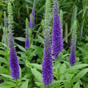 多年生花卉植物 - Veronica spicata 'Glory' Royal Candles - North Creek Nurseries Inc - 蓝色 / 紫色 / 用于花园
