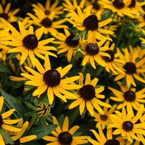 多年生花卉植物 - Rudbeckia fulgida var. sullivantii 'Little Goldstar' - North Creek Nurseries Inc - 黄色 / 鲜切花 / 花圃