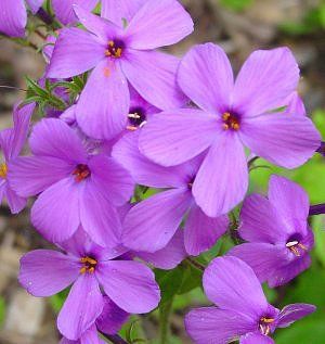 多年生花卉植物 - Phlox stolonifera 'Sherwood Purple' - North Creek Nurseries Inc - 粉色 / 紫色 / 用于花园