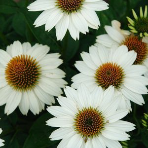 多年生花卉植物 - Echinacea purpurea PowWow® White - North Creek Nurseries Inc - 白色 / 鲜切花 / 花圃