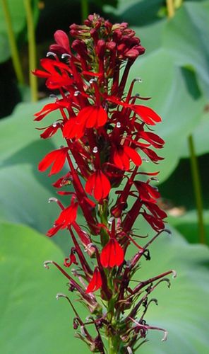 多年生花卉植物 - Lobelia cardinalis - North Creek Nurseries Inc - 红色 / 鲜切花 / 防鹿