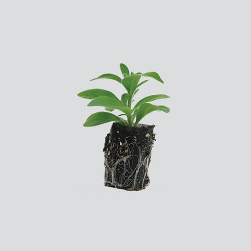 泥炭栽培基质 - FERTISS® - OASIS Grower Solutions - 珍珠岩 / 蛭石 / 穴盘