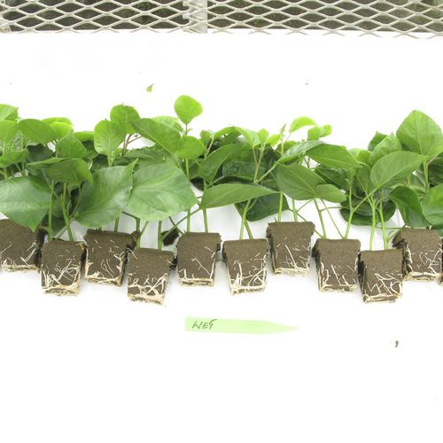 泥炭栽培基质 - Rootcubes® - OASIS Grower Solutions - 穴盘 / 无菌