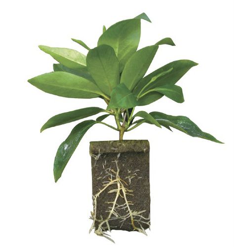 盆栽土栽培基质 - Rootcubes® Wedge® - OASIS Grower Solutions - 穴盘 / 含纤维