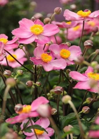 多年生花卉植物 - Anemone Fantasy™ Cinderella - Pacific Plug & Liner - 粉色 / 盆栽 / 用于花园