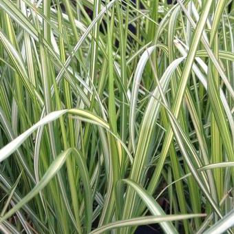多年生绿色植物 - Calamagrostis x acutiflora Eldorado - Pacific Plug & Liner - 用于花园