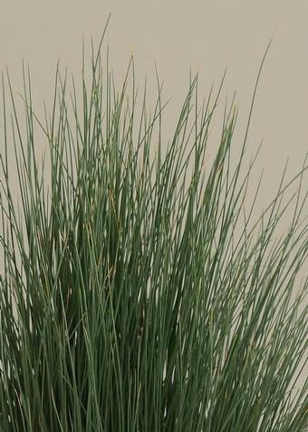 多年生绿色植物 - Juncus inflexus Blue Dart - Pacific Plug & Liner - 盆栽 / 用于花园