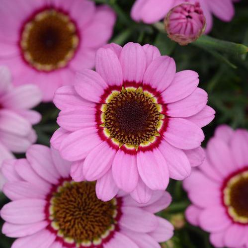 多年生花卉植物 - argyranthemum intergeneric 'Grandessa Series' - Peace Tree Farm - 粉色 / 红色 / 花圃