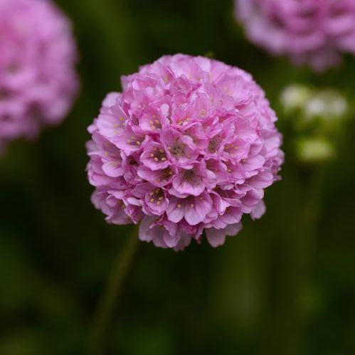 一年生花卉植物 - Armeria pseudarmeria 'Dreameria' - Peace Tree Farm - 粉色 / 盆栽 / 花圃