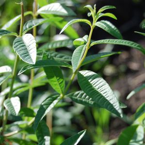 多年生绿色植物 - Aloysia triphylla 'Lippia citriodora' - Peace Tree Farm - 盆栽