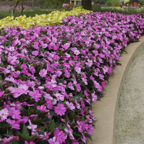 一年生花卉植物 - SUNPATIENS® COMPACT - Sakata Seed America Inc - 粉色 / 白色 / 紫色