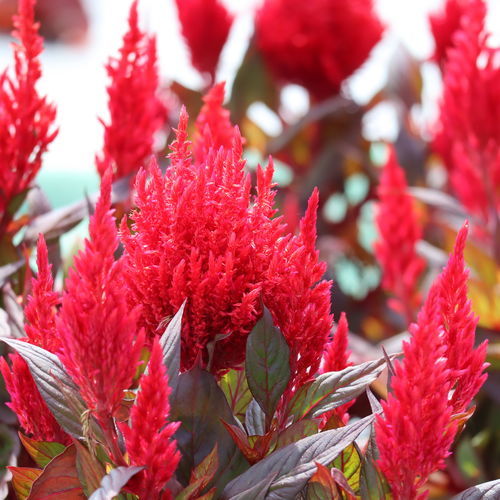 一年生花卉植物 - BURNING EMBERS - Sakata Seed America Inc - 红色 / 花圃 / 用于花园