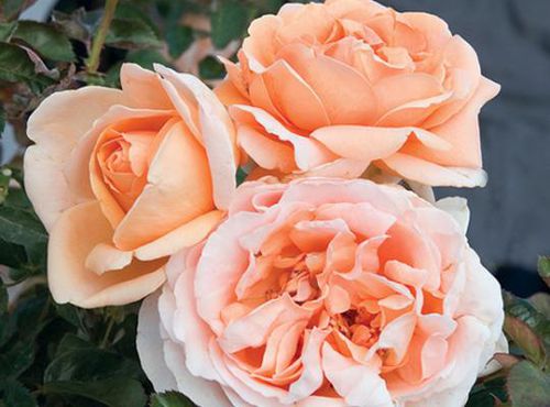 橙色花卉植物 - Abbaye de Cluny™ - Star® Roses and Plants/美国STAR玫瑰和植物 - 盆栽 / 芳香 / 混合动力