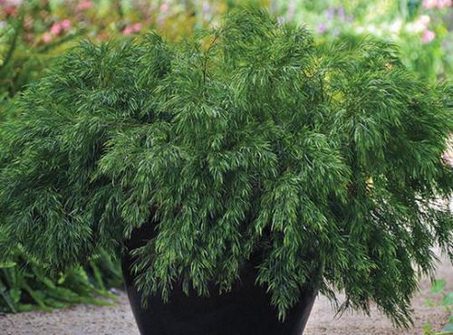 盆栽灌木 - Acacia Cousin Itt - Star® Roses and Plants/美国STAR玫瑰和植物