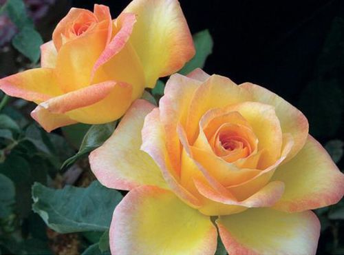 粉色花卉植物 - Gold Medal® - Star® Roses and Plants/美国STAR玫瑰和植物 - 黄色 / 鲜切花 / 用于花园